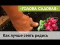 Голова садовая - Как лучше сеять редис