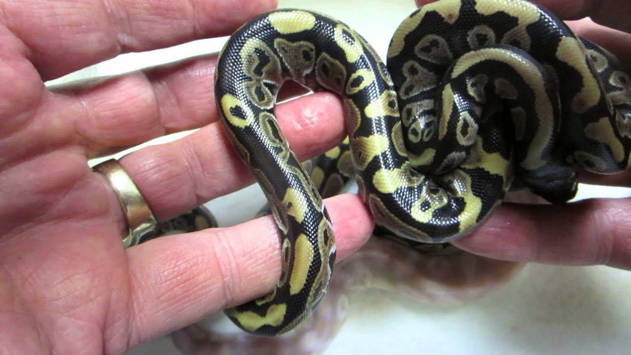 rat snakes in alabama Brian Gundy Shares Clutch # 4 / Crystal and Mystics