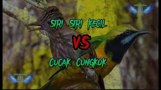 SIRI SIRI KECIL VS CUCAK CUNGKOK || Sangat Cocok Untuk Masteran Burung Anda ‼‼