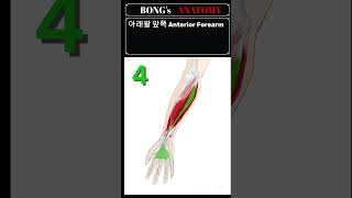 [아래팔 앞쪽 근육(한글&amp;영어)_플래시카드]  #anatomy #해부학 #암기 #근육 #인체 #인체드로잉  #그림 #뼈 #근육 #의학 #간호 #의대 #학습