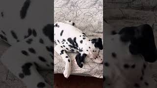 #dalmatians in morning sweet, smart, compassionate ⚓❤⚓