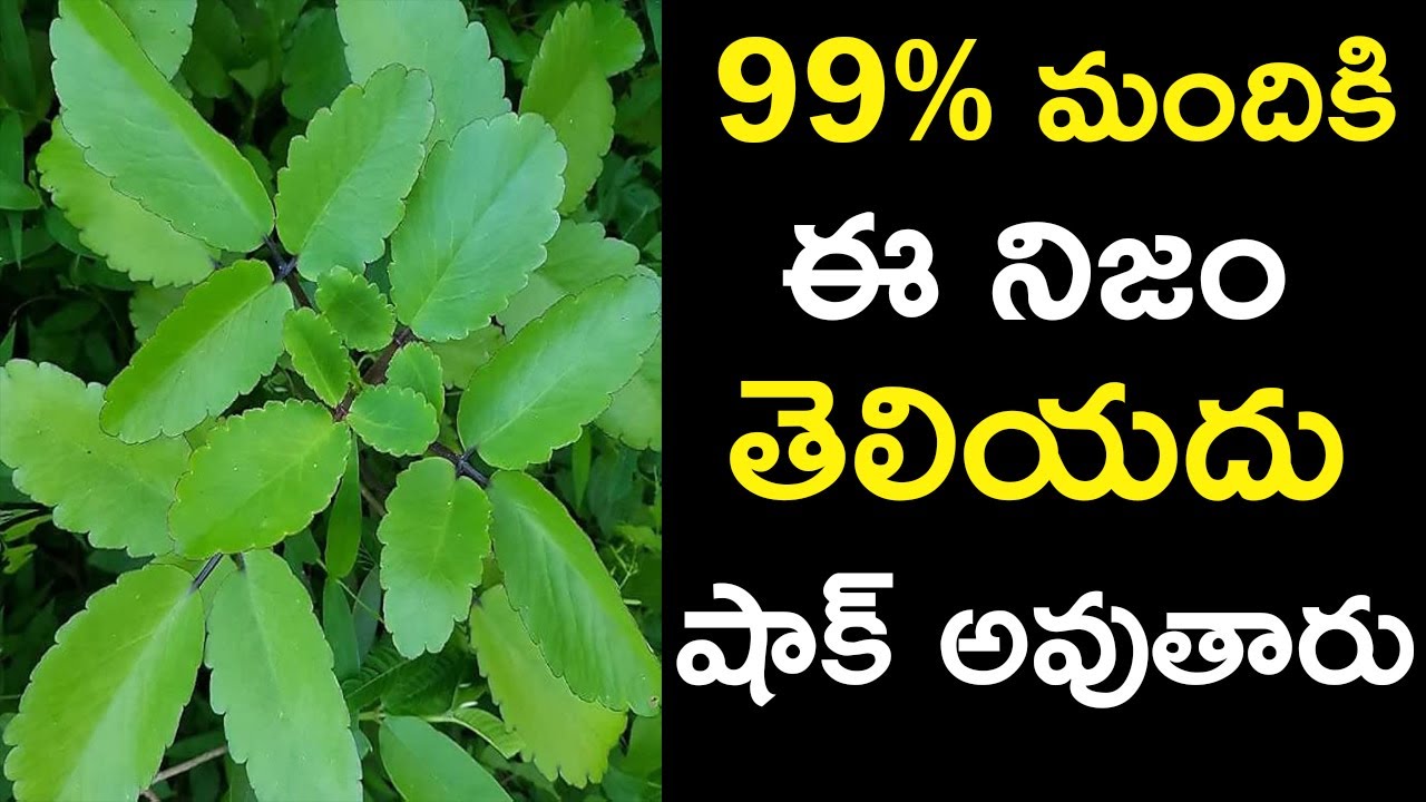 99 మందికి దీని గురించి నిజం తెలియదు ! ranapala plant uses in telugu