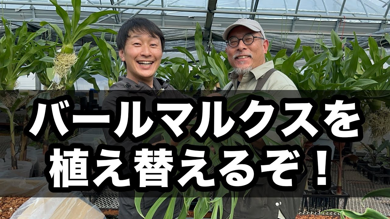 バールマルクスを植え替えるぞ！
