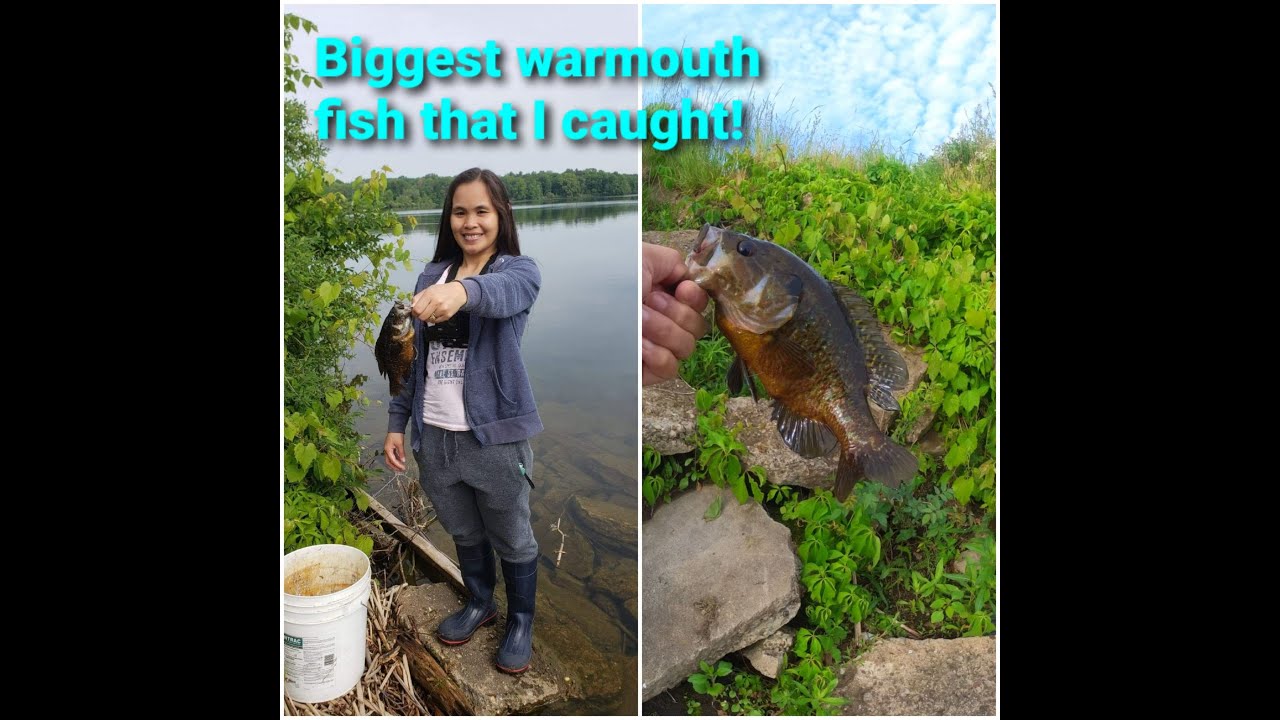 Biggest Warmouth fish ever! - YouTube