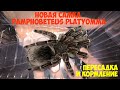 Новый паук в коллекции. Самка Pamphobeteus platyomma. Пересадка и кормление