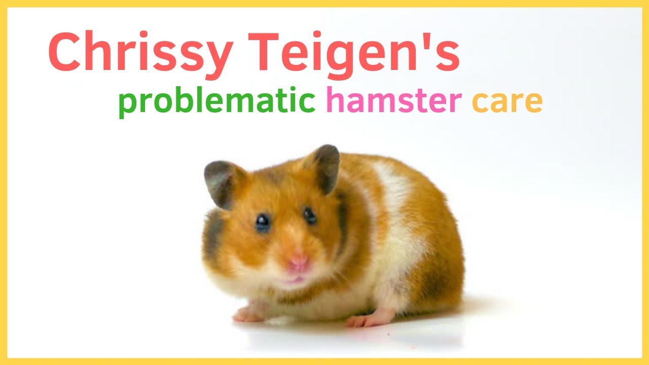 hamster cages ideas Chrissy Teigen's hamster care is problematic and here's why