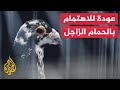 انتشار هواية تربية الحمام الزاجل في مدينة تريم في اليمن انتشار هواية تربية الحمام الزاجل في مدينة تريم في اليمن
