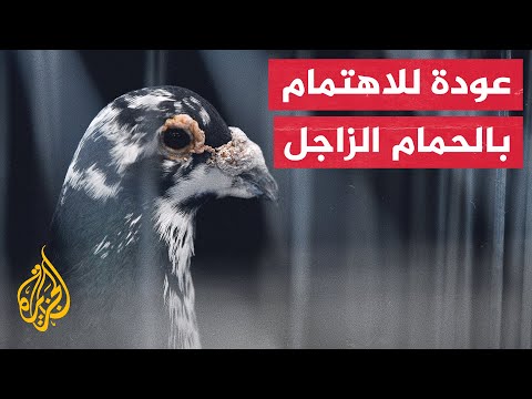 انتشار هواية تربية الحمام الزاجل في مدينة تريم في اليمن