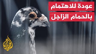 انتشار هواية تربية الحمام الزاجل في مدينة تريم في اليمن