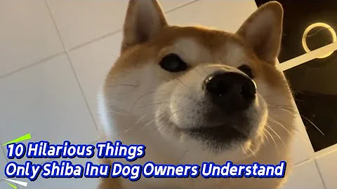 10 Hilarious Things Only Shiba Inu Dog Owners Understand