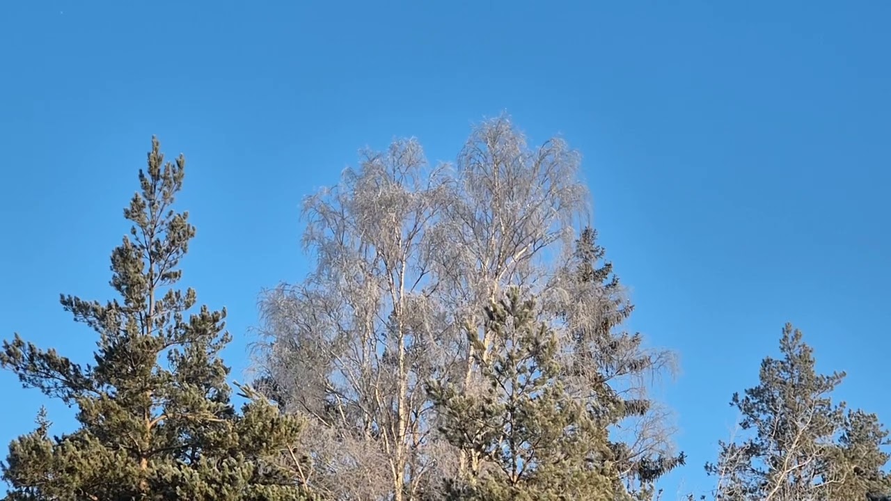 Sparkling Snow Crystal Trees | Nordic Forest | Tullinge Stockholm Sweden | Nature Relaxation HD 1080