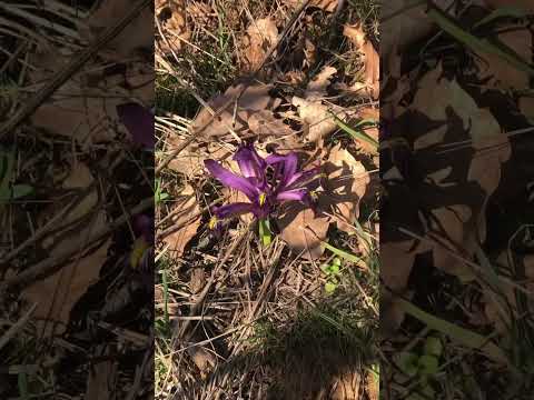 Baharın Gelişi Bu çiçekten Beli Oluyor Galiba Bahar Doğa Doğasever çiçek Ilkbahar Huzur