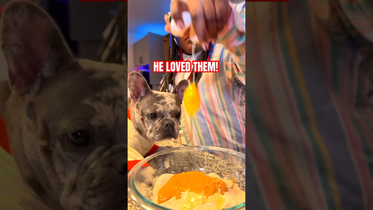 100 ДОМАШНИХ лакомств для собак за 3 доллара?