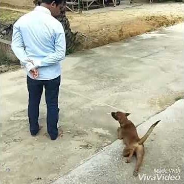 Vidio lucu