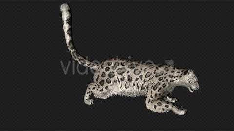 Leopard Attack And Firing Pack 8 In 1 | Motion Graphics - Envato elements