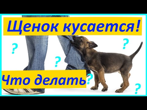 Видео: Спросите дрессировщика: почему щенки кусаются и что с этим можно сделать?