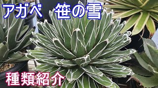 【アガベ】『笹の雪』個性的な笹の雪系を色々紹介！【Agave】【園芸】