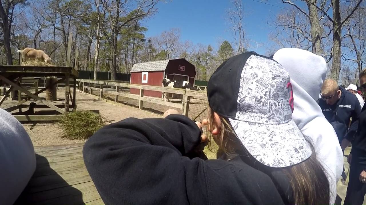 A Trip To The Cape May Zoo YouTube