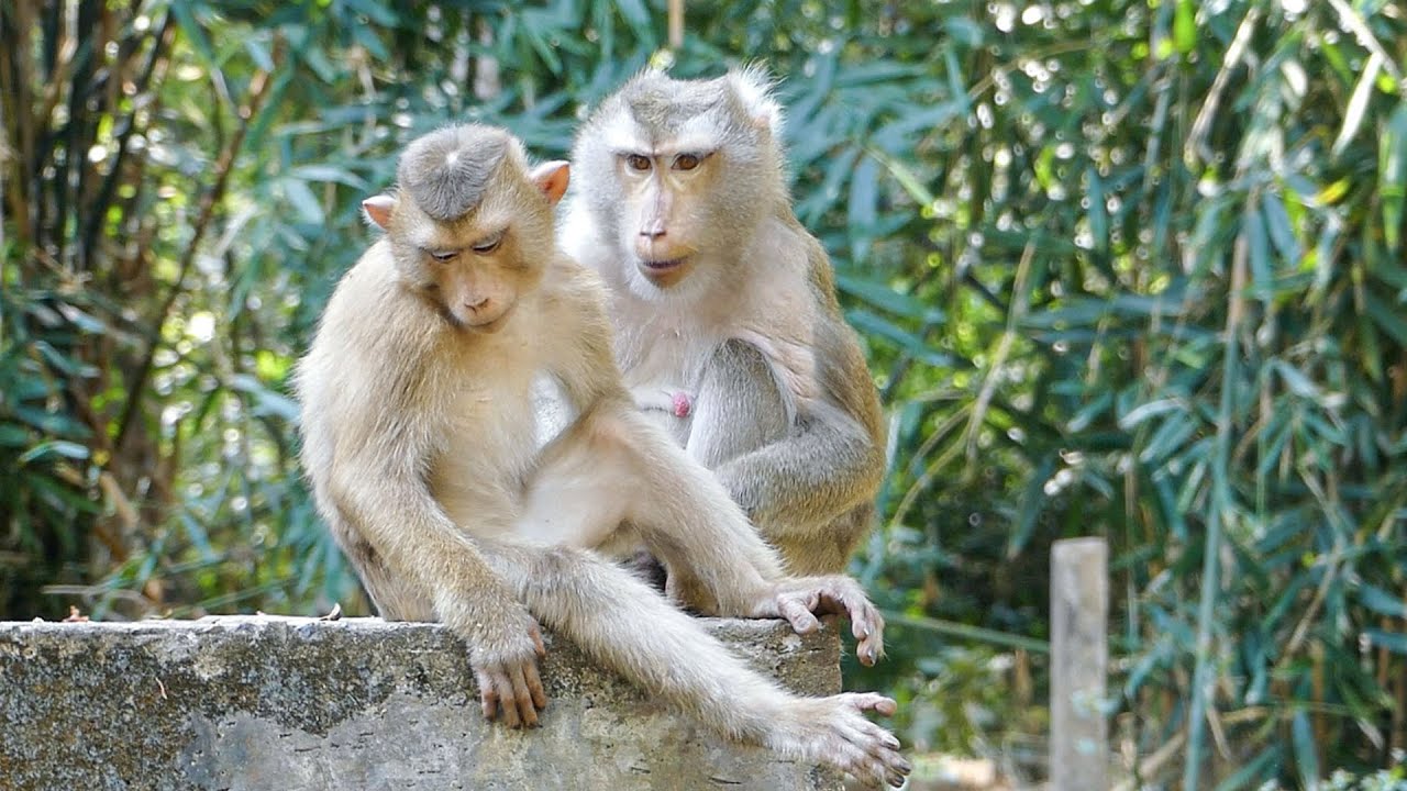 Calm Monkey Nature resting quietly |Calm mood |Monkey Libby & Leo relax peacefully ...