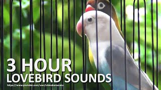 Lovebird Chirping Sounds 3 Hours - Green Black Masked & Pastel Violet