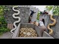 5 Brave Expert Rescues Younger Sister from 100 Giant Python In Abandoned House