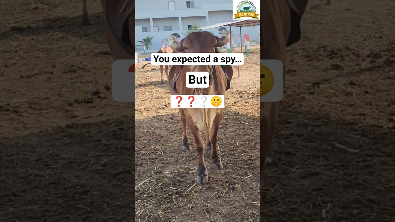 The Real Protector Was Never Loud 🐄 | 