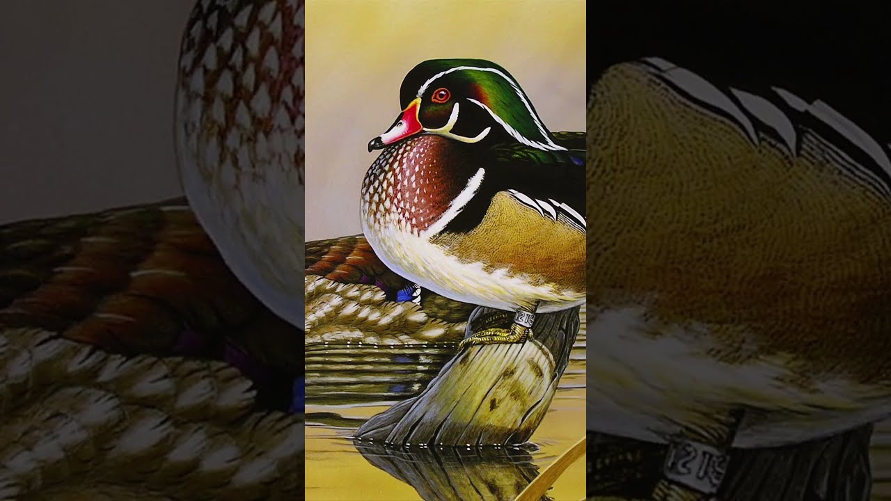 Little Known Contest Big Wins For Duck Stamp Artists