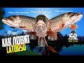Русская рыбалка 4.🎣🦈 оз. Старый Острог 🐬🐬🐬💦 КАК ЛОВИТ LATORSO 👀