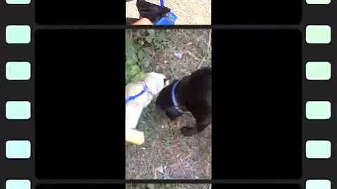 Video 10873451: train walk cat, dog training, dogs adoption cats