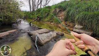 Small Stream Sight fishing for Brown Trout | Opening Day 2024