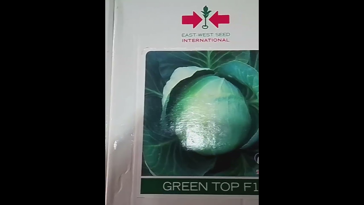 F1 Hybrid Cabbage Green Top||Best Hybrid Seeds Cabbage 