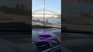 Bird made it more special #australia #world #best #beauty #music#birds#new#latest#interesting