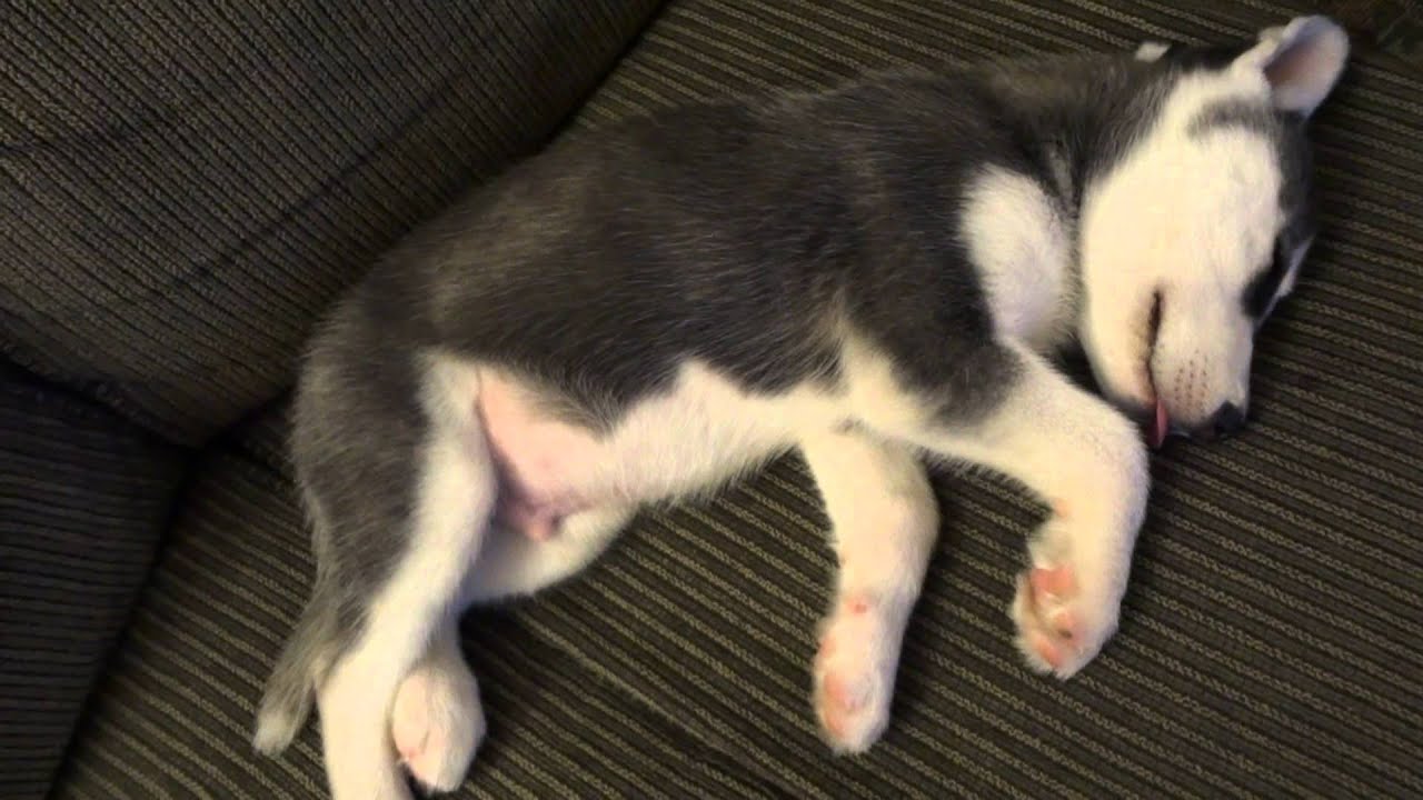 Puppy Dreaming YouTube