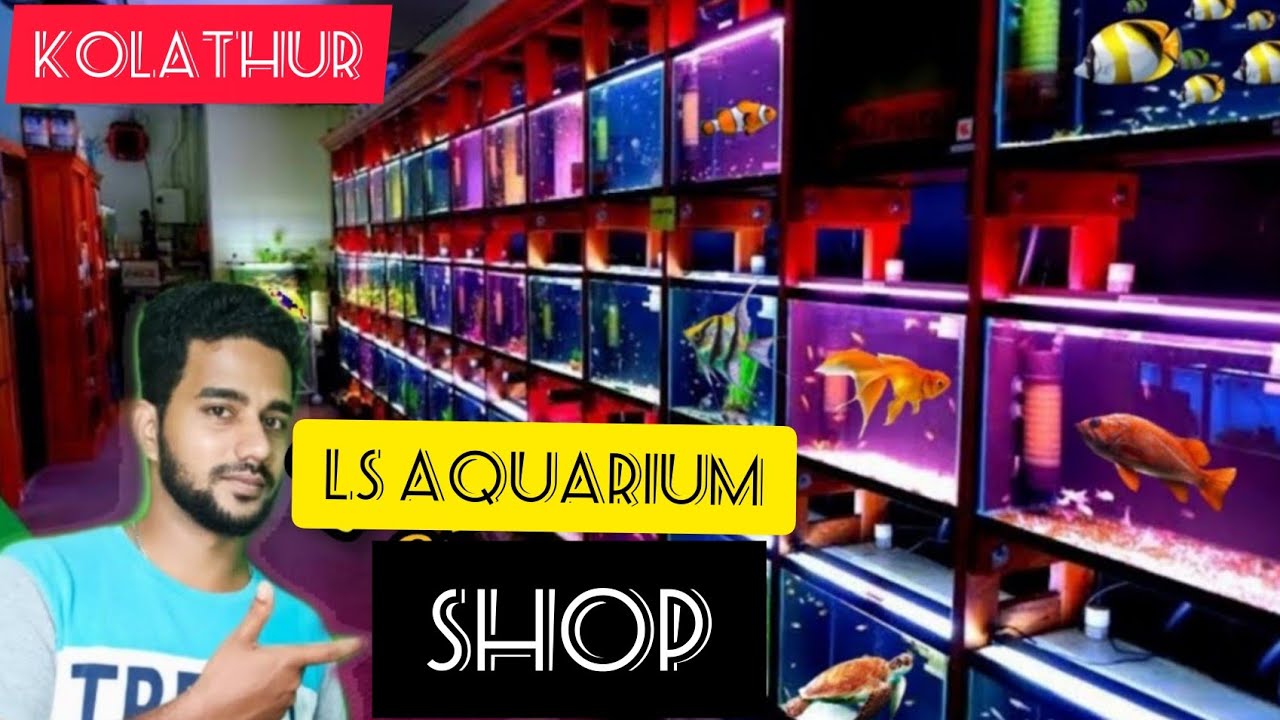 Kolathur LS Aquarium Shop Tour மிக குறைந்த விலையில் YouTube