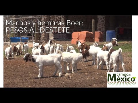 Al destete: peso de machos y hembras de cabras Boer.
