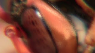 先祖からの贈り物