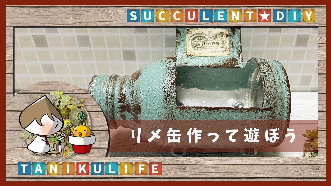 多肉植物】元気な多肉たち｜リメ缶作りの練習してます【succulent