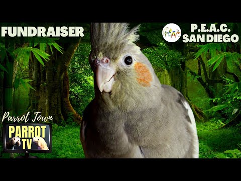 Bird Room Buddies | Keep Your Parrot Happy with Bird Room Parrot Sounds | Parrot TV for BirdsðĶ