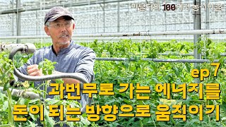 EP 7. 과번무로 가는 에너지를 돈이 되는 방향으로 움직이기 | 2025 마틸다의 100가지 농사비결 | 마틸다토마토 | 안수민 농가 재배법  | 마켓컬리 우수 농가