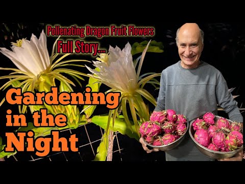 Vacuuming Dragon Fruit Flowers for Pollenating in the Dark To Grow Tons to Store * Hand Pollination