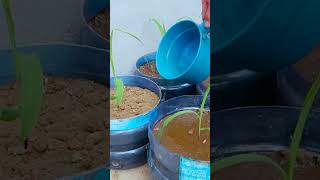 Growing Glutinous Corn in plastic bottles at home, high yield and easy