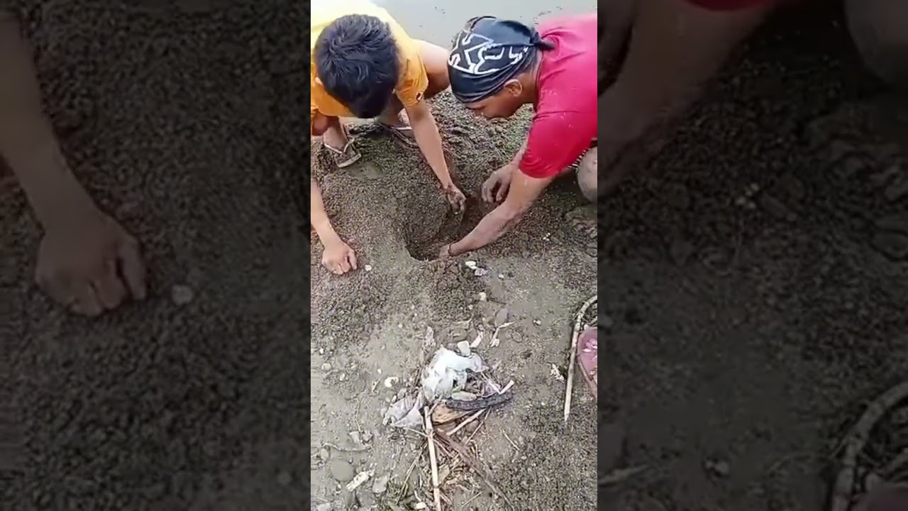 Kalahating Baldi agukoy hinukay Namin Napaka rami nahuli namin 😋