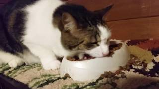 Cats Shovel-Eating Food