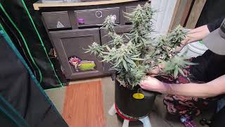 durban poison x pluto's bride auto harvest day