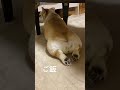 【コーギー】 反応早すぎ😂😂#くきたん