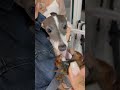 게를 처음 본 개 #vlog #puppy #shorts #여행브이로그 #이탈리안그레이하운드 #애견동반펜션 #아이쥐