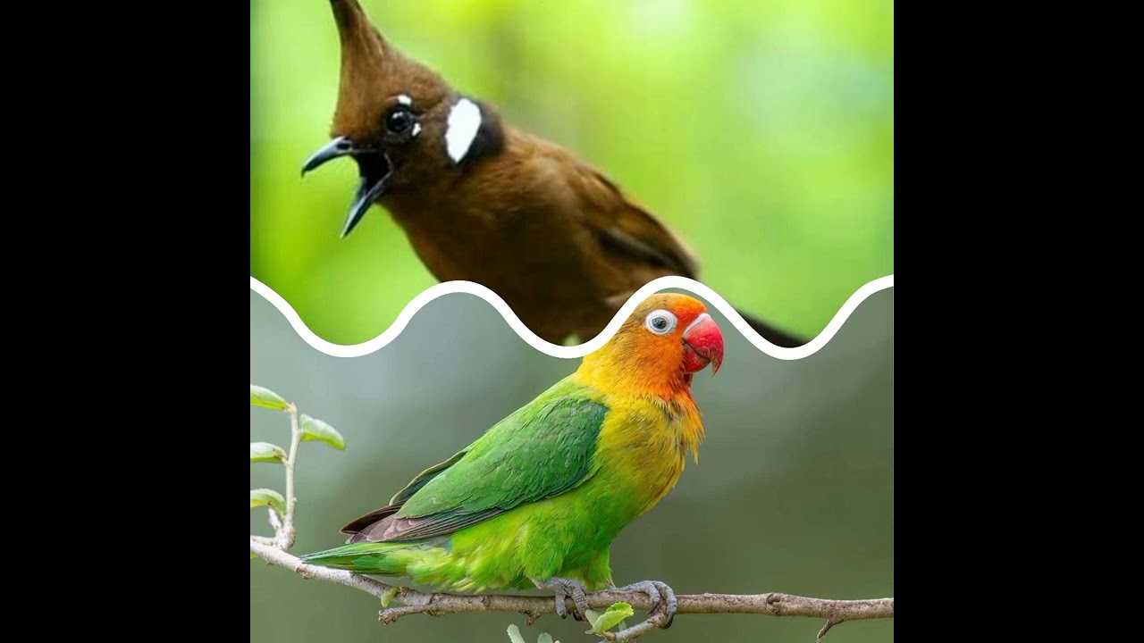 Masteran Lovebird \u0026 Cililin jeda air 2 menit