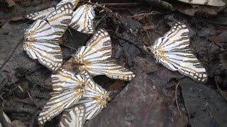 The butterfly with abandonment issues - Cyrestis camillus (African map butterfly) filmed in Uganda
Cyrestis camillus (African map butterfly)
Moths? Butterflies? Insects? Nature? Oh yes! My name is Bart Coppens; pleased to meet you. Allow me to introduce myself and what I do! I am an (amateur) entomologist - and my YouTube channel is pretty unique! I mostly film butterflies, moths and their life respective cycles! I also do biology, entomology and wildlife adjacent content. While I do film moths and butterflies in the wild and even research them in some occasions, I am also a passionate and avid insect breeder that breeds moths and butterflies in captivity; its my unusual hobby. Many of my videos consist of me documenting their life cycles which I think is VERY important because the life cycle of many species is poorly known to science! Did you know this channel has DIRECTLY contributed to science and conservation by being the FIRST to film, photograph and generally document the life cycle of SEVERAL species??
For over 6 years, my channel was demonetised by YouTube(!) and they never told me the reason why. My older videos may reference this fact!! They tried to kill the beast but they only made it stronger. It only made me more determined to succeed; and in the course of those 6 years I made close to 2000 insect videos! In this time, I heavily relied on community support through crowdfunding and my online web-businesses.
Today, my channel STILL relies on crowdfunding and community support, but perhaps less so than in the time period in which I was completely demonetised. Still, much of my content has limited monetisation due YouTube determining that my content is not being advertiser friendly(!). If you wish to support my show, and my quest to bring attention to the conservation of the beautiful insects of this world and be a part of my efforts to document them, consider singing up to my Patreon! Its the best way to help.
Link to my Patreon: https://www.patreon.com/BartButterflies
I also have a website on Etsy where I publish my own books and guides, and often ethically framed butterflies and moths who died of old age, or specimens for collectors.
A link to my Etsy store: https://www.etsy.com/shop/BartCoppensMerch
Im proud of my Etsy store and offer some exclusive content on here for people who want to learn about moths!
If youd like to support me in other ways, it is also possible to tip me via PayPal and Ko-Fi.
PayPal: paypal.me/BartCoppens
Ko-Fi: Ko-fi.com/bartbutterflies
Here you can send a tip to help me research and film more awesome species.
I also designed hundreds of MOTH stickers on RedBubble!
Link to RedBubble: https://www.redbubble.com/people/Entomologist/shop
SOCIALS: Do you wish to contact me? I am also on other platforms.
Instagram: @coppensb https://www.instagram.com/coppensb/
E-mail: bart.coppens@hotmail.com (personal email; do not abuse) note: I get a lot of mail, I may be slow to reply.
TikTok: @mothmanbart
Facebook: Moth of the Day
“But what exactly is the purpose of butterflies?”
There are few other questions I’m asked regularly in my life that I answer with such mixed feelings. Of course, I could explain that butterflies play a crucial ecological role as pollinators and as indicators of ecosystem health—and sometimes, I do just that. I could talk about how the various life stages of butterflies provide an essential food source—from bats that catch moths at night to blue tits that raise their young on caterpillars in the spring, and the important role that certain (moth) species play in the food web. But sometimes, I’d rather not; instead of explaining their usefulness in functional or practical terms, I’d rather convey (not in a rude or condescending way) that not everything we see and experience needs to have a specific “purpose” that’s easily understandable to us. But how does one convey this—how does one translate the untranslatable?
Perhaps it’s no coincidence that—particularly butterflies—with their wide array of colors and shapes, are responsible for the ‘birth’ of many an entomologist who has dedicated their life to butterflies or other insects. My own interest in butterflies, for instance, began in childhood; raising the caterpillars of various butterfly species around my home became, for me, and perhaps many others, the foundation of a lifelong interest not only in insects but in the environment and nature as a whole. Butterflies certainly have an ecological “function,” yes, but perhaps their true value—one that is hard to capture in words but is felt by many—extends beyond that.
Sometimes, it’s simply enough that something exists. And I believe butterflies have conveyed this idea not only to me but to many other people as well. Maybe, secretly, that’s the true purpose of a butterfly? And perhaps it is also my purpose, and the purpose of this channel.
Ad astra per aspera! The butterfly with abandonment issues - Cyrestis camillus (African map butterfly) filmed in Uganda