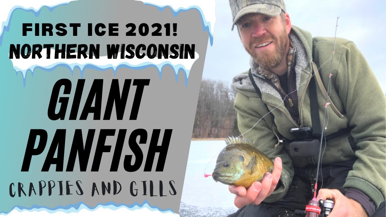 First Ice Giant Panfish 2021, Northern Wisconsin Remote Lake Early Ice  2021