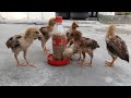 Cara Membuat Tempat Pakan Anak Ayam Biaya Murah dari Barang Bekas (How to make a Chiken Feed)